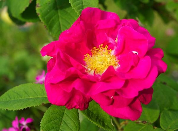 Eine leuchtend rosa Blüte mit mehrschichtigen Blütenblättern und einer leuchtend gelben Mitte