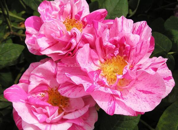 Drei leuchtend rosa Rosen mit zarten weißen Streifen und einer goldenen Mitte