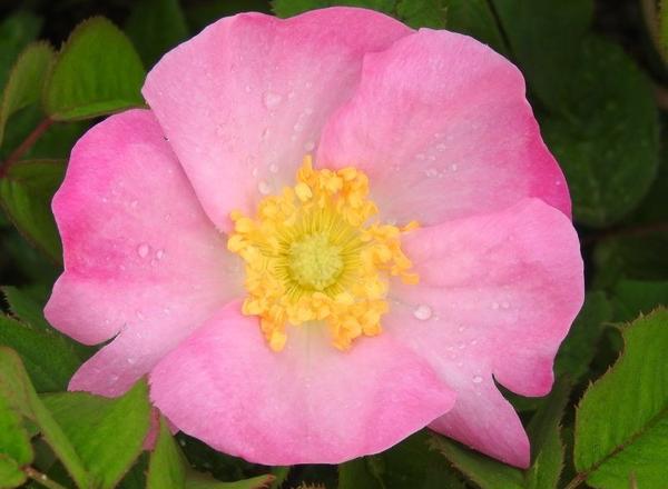 Eine zartrosa Blume mit fünf Blütenblättern und einer leuchtend gelben Mitte