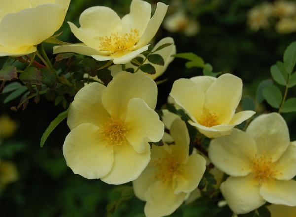 Eine Nahaufnahme von zarten gelben Blüten mit weichen Blütenblättern und leuchtend gelben Zentren