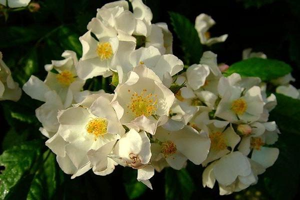 Ein Büschel zarter weißer Blüten mit gelber Mitte, umgeben von üppigen grünen Blättern