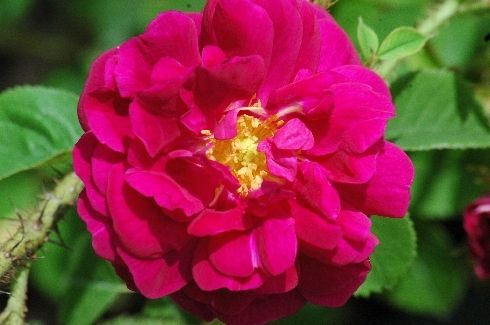 Nahaufnahme einer leuchtend rosafarbenen Rosenblüte mit mehrschichtigen Blütenblättern und einem zentralen Büschel gelber Staubgefäße