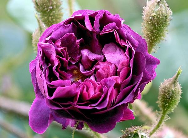 Nahaufnahme einer tiefvioletten Rose in voller Blüte, umgeben von grünen Knospen