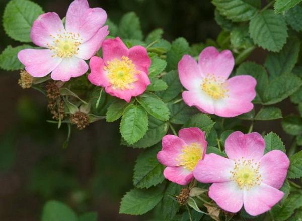 Fünf zartrosa Blüten mit gelber Mitte, die von grünen Blättern umgeben sind