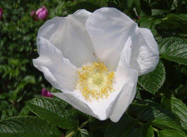 Eine Nahaufnahme einer zarten weißen Blüte mit gelben Staubgefäßen und grünen Blättern