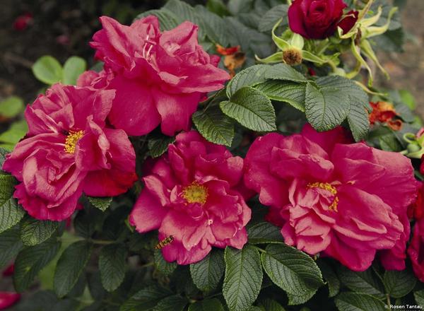Inmitten üppiger grüner Blätter blühen leuchtend rosafarbene Rosen