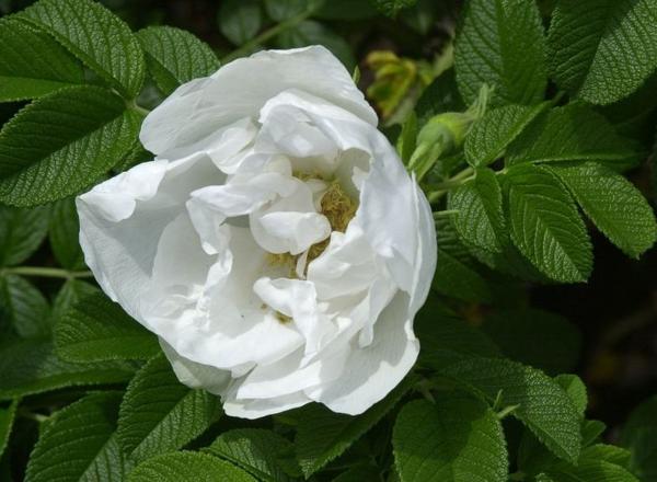 Eine Nahaufnahme einer weißen Rosenblüte, die von üppigen grünen Blättern umgeben