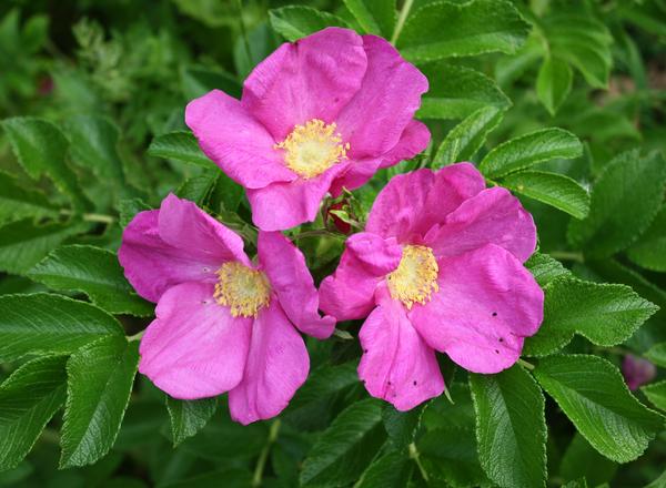 Drei leuchtend rosa Wildrosenblüten mit gelber Mitte
