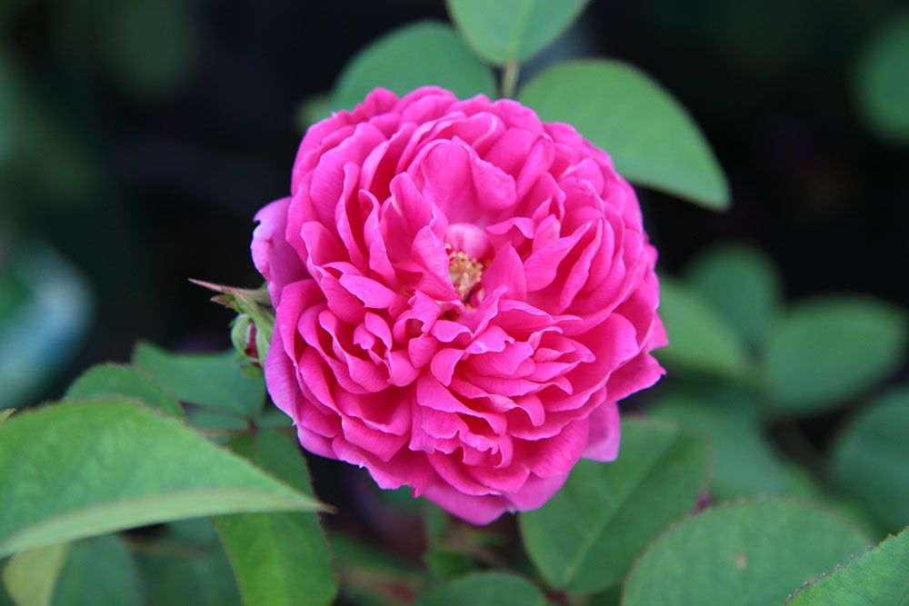 Eine leuchtend rosa Rose in voller Blüte, umgeben von üppigen grünen Blättern