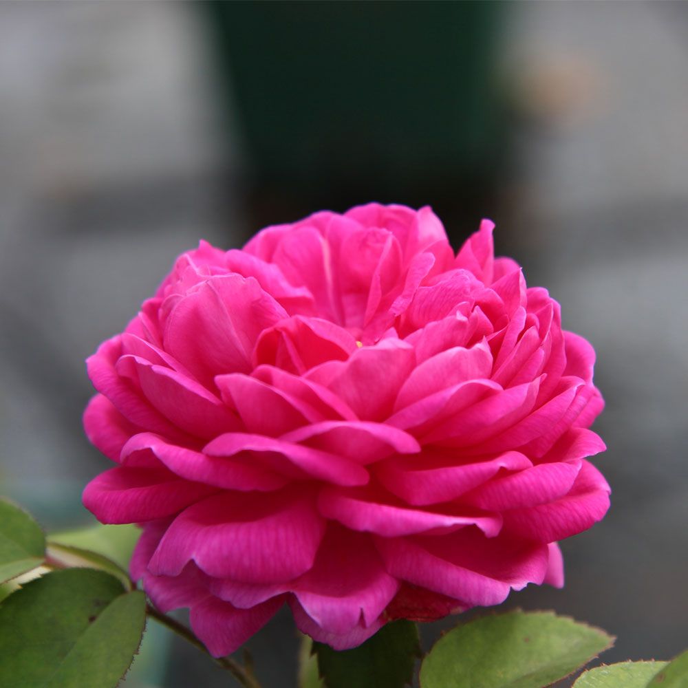 Eine leuchtend rosafarbene Rose mit mehrschichtigen Blütenblättern und üppigen grünen Blättern