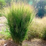 Ein hohes, buschiges Gras mit grünen Halmen und gefiederten Blütenähren