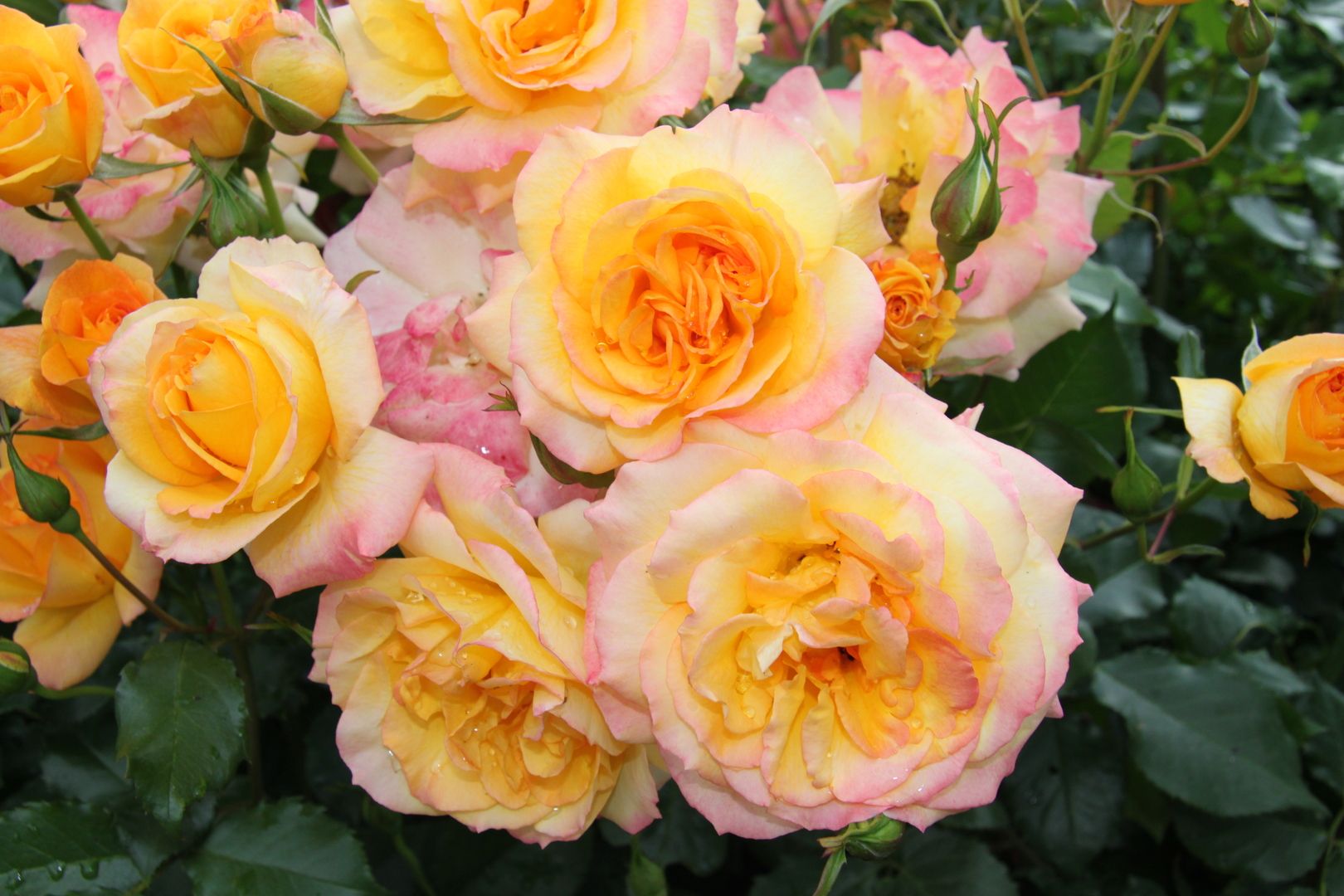 Ein lebhafter Strauß großer, zweifarbiger Rosen mit zartgelben Blütenblättern und rosa Rändern