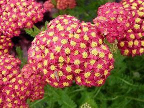 Büschel von leuchtend rosa und gelben Blüten