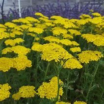 Ein leuchtend gelbes Blumenbeet mit zarten Blütenbüscheln