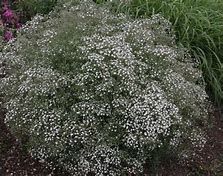 Ein üppiger, runder Strauch mit winzigen weißen Blüten, umgeben von grünem Laub