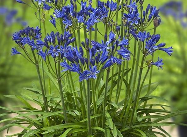 Ein Büschel leuchtend blauer Agapanthus-Blüten auf hohen grünen Stängeln