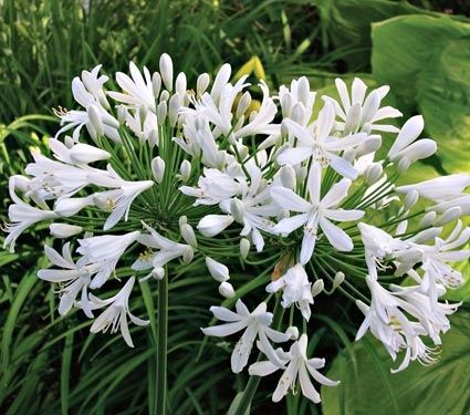 Ein Büschel zarter weißer Blüten mit langen Blütenblättern, umgeben von üppigem grünem Laub