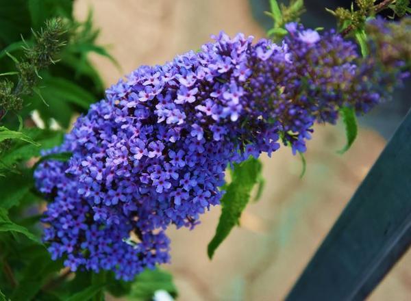 Ein leuchtendes Bündel violetter Blumen, die an einem grünen Stiel üppig blühen