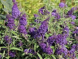 Kräftige Büschel violetter Schmetterlingsfliederblüten inmitten von üppigem grünen Laub