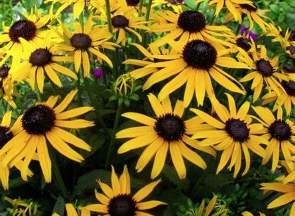 Eine lebhafte Traube schwarzäugiger Susan-Blüten mit leuchtend gelben Blütenblättern und dunkler Mitte