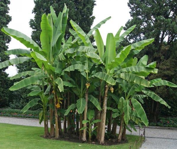 Eine Gruppe hoher Bananenstauden mit großen grünen Blättern