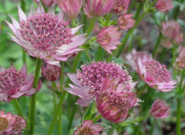 Rosa Astrantia-Blütenbüschel mit zarten Blütenblättern und winzigen Knospen in der Mitte