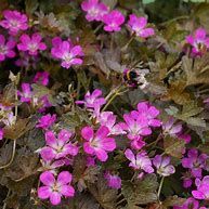 Kräftige Büschel kleiner rosa Blüten blühen zwischen üppigen grünen und braunen Blättern