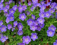 Ein leuchtendes Bündel violetter Blumen, die inmitten von üppigem grünen Laub blühen