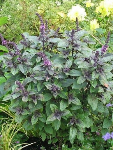 Eine lebendige Basilikumpflanze mit dunkelgrünen Blättern und violetten Blüten