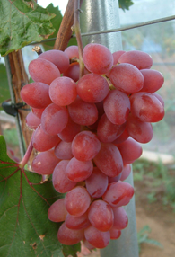Reifer rote Trauben, die an einem Weinstock hängen, mit üppigen grünen Blättern im Hintergrund