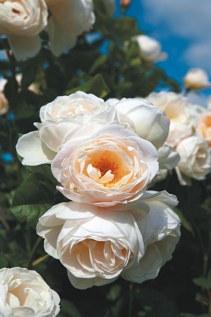 Ein Strauß zarter weißer Rosen mit blassem Pfirsich in der Mitte