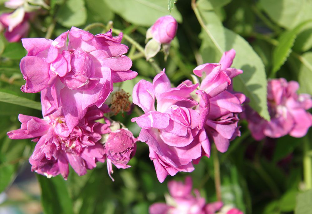 Eine Nahaufnahme von leuchtend rosafarbenen Blüten