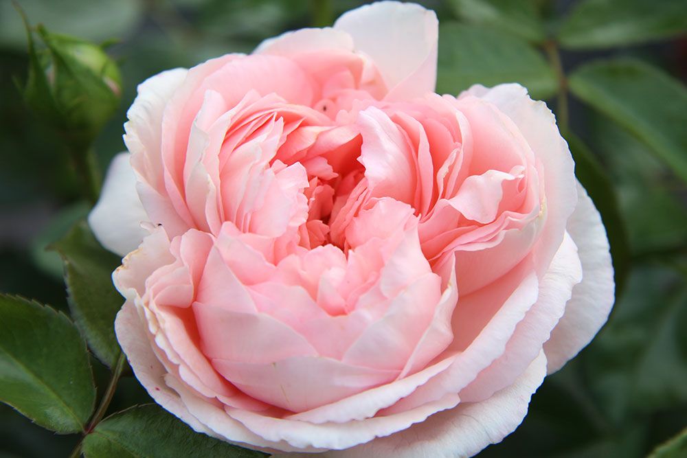 Nahaufnahme einer üppigen, rosafarbenen Rose in voller Blüte mit komplizierten, geschichteten Blütenblättern