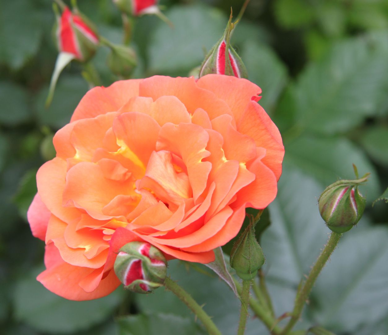 Eine leuchtende pfirsichfarbene Rose blüht inmitten von grünem Laub
