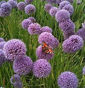 Ein leuchtender Schmetterling ruht sich auf lila Alliumblüten aus