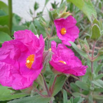Nahaufnahme von leuchtend rosa Zistrosenblüten mit gelber Mitte