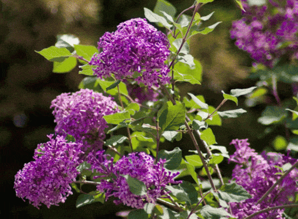 Eine Nahaufnahme von leuchtend violetten Blüten auf grünen Zweigen