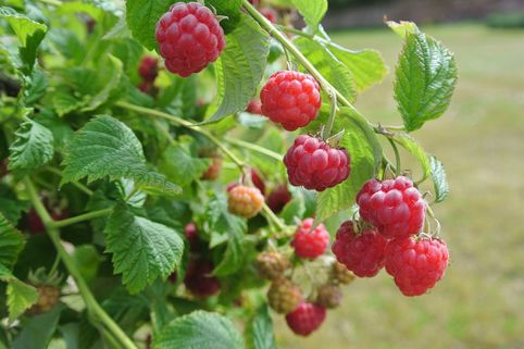 Eine Nahaufnahme von reifen roten Himbeeren, die an grünen Zweigen hängen