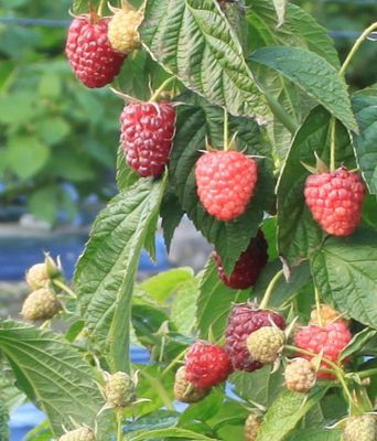 Nahaufnahme von Himbeerpflanzen mit reifen roten Beeren, unreifen grünlich-gelben Beeren